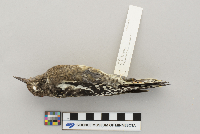 Sphyrapicus varius image