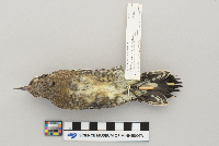 Sphyrapicus varius image