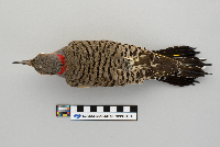 Colaptes auratus image