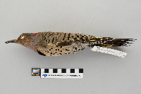 Colaptes auratus image