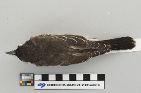 Tyrannus tyrannus image