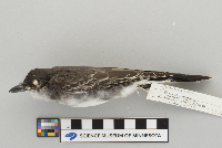 Tyrannus tyrannus image
