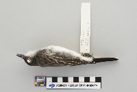 Tyrannus tyrannus image