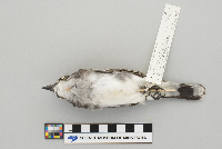 Tyrannus tyrannus image