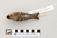 Acanthis flammea image