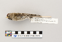 Acanthis flammea image