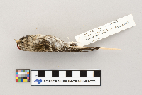 Acanthis flammea image