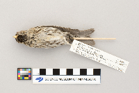 Acanthis flammea image