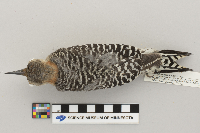 Melanerpes carolinus image