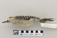 Melanerpes carolinus image