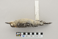 Melanerpes carolinus image