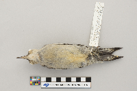 Melanerpes carolinus image