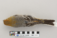 Pinicola enucleator image