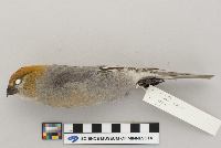 Pinicola enucleator image