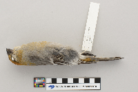 Pinicola enucleator image