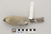 Pinicola enucleator image