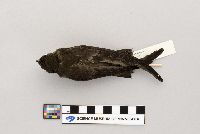 Chaetura pelagica image