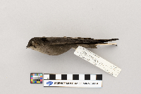 Chaetura pelagica image