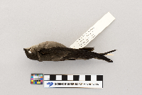 Chaetura pelagica image