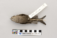 Chaetura pelagica image