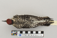 Sphyrapicus varius image
