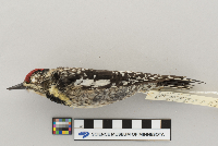 Sphyrapicus varius image