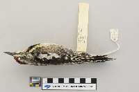 Sphyrapicus varius image