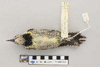 Sphyrapicus varius image