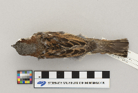 Passer domesticus image