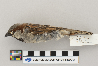 Passer domesticus image