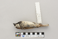 Passer domesticus image