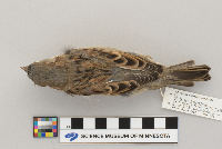 Passer domesticus image