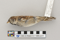 Passer domesticus image