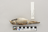 Passer domesticus image