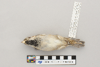 Passer domesticus image