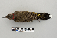 Colaptes auratus image