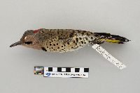 Colaptes auratus image