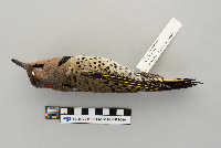 Colaptes auratus image