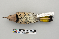 Colaptes auratus image