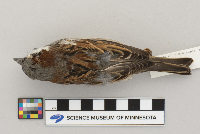 Passer domesticus image