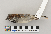 Passer domesticus image