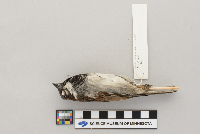 Passer domesticus image