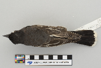 Tyrannus tyrannus image