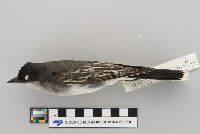 Tyrannus tyrannus image