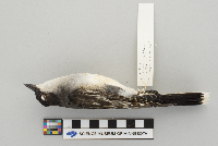 Tyrannus tyrannus image