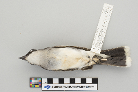 Tyrannus tyrannus image