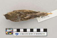 Passer domesticus image