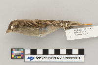 Passer domesticus image
