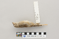 Passer domesticus image