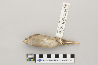 Passer domesticus image
